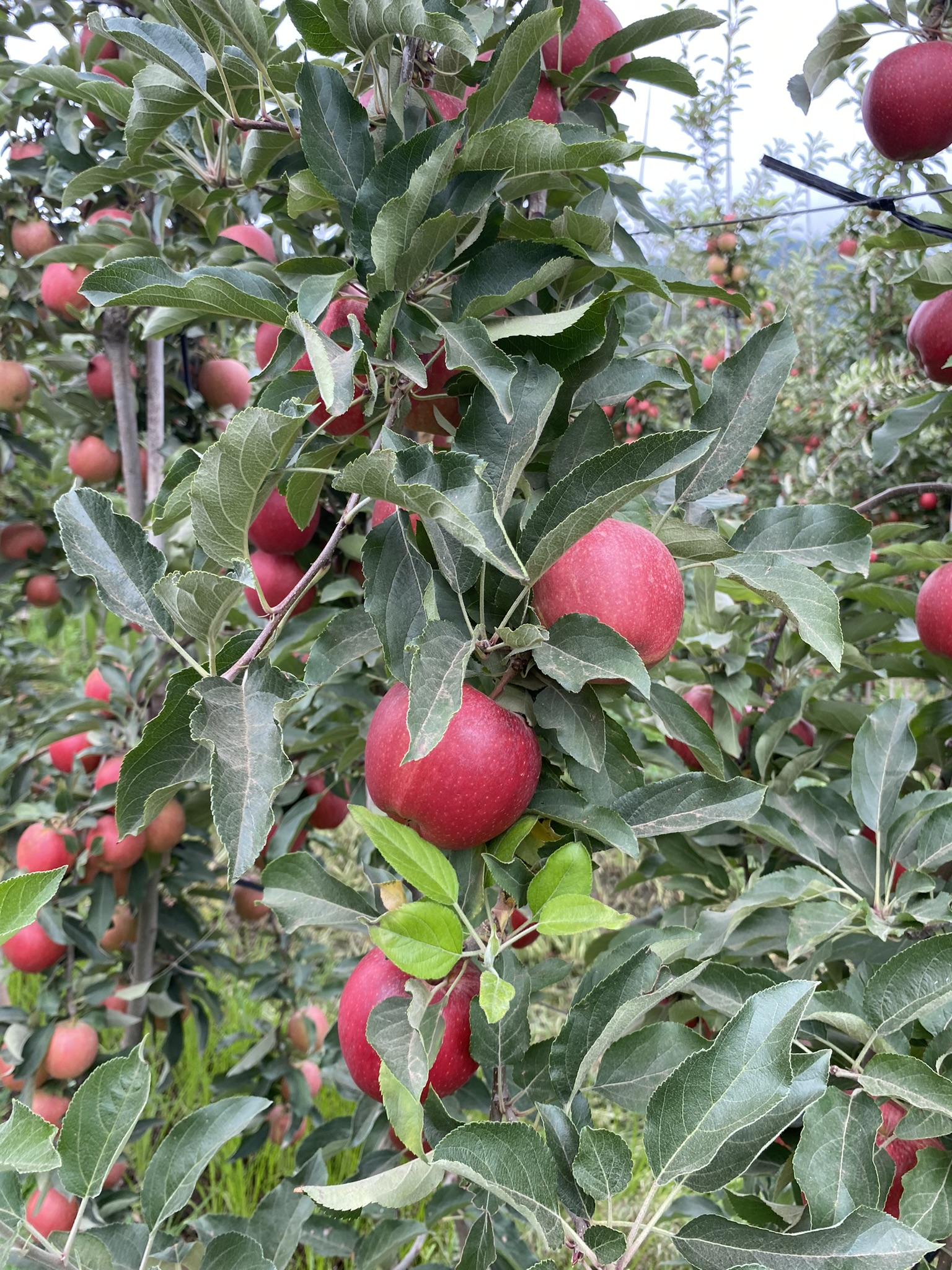 Producción
