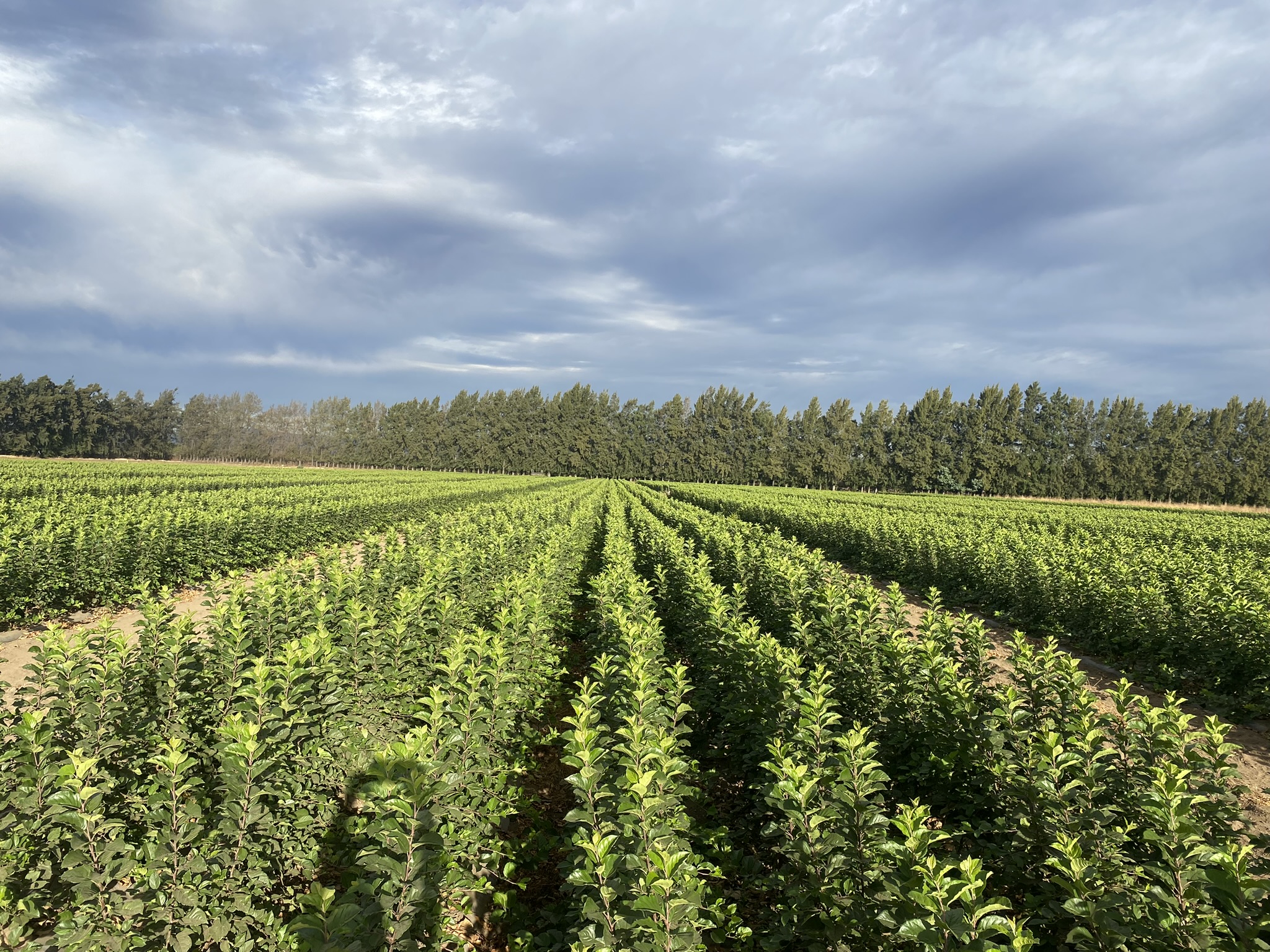 Plantación