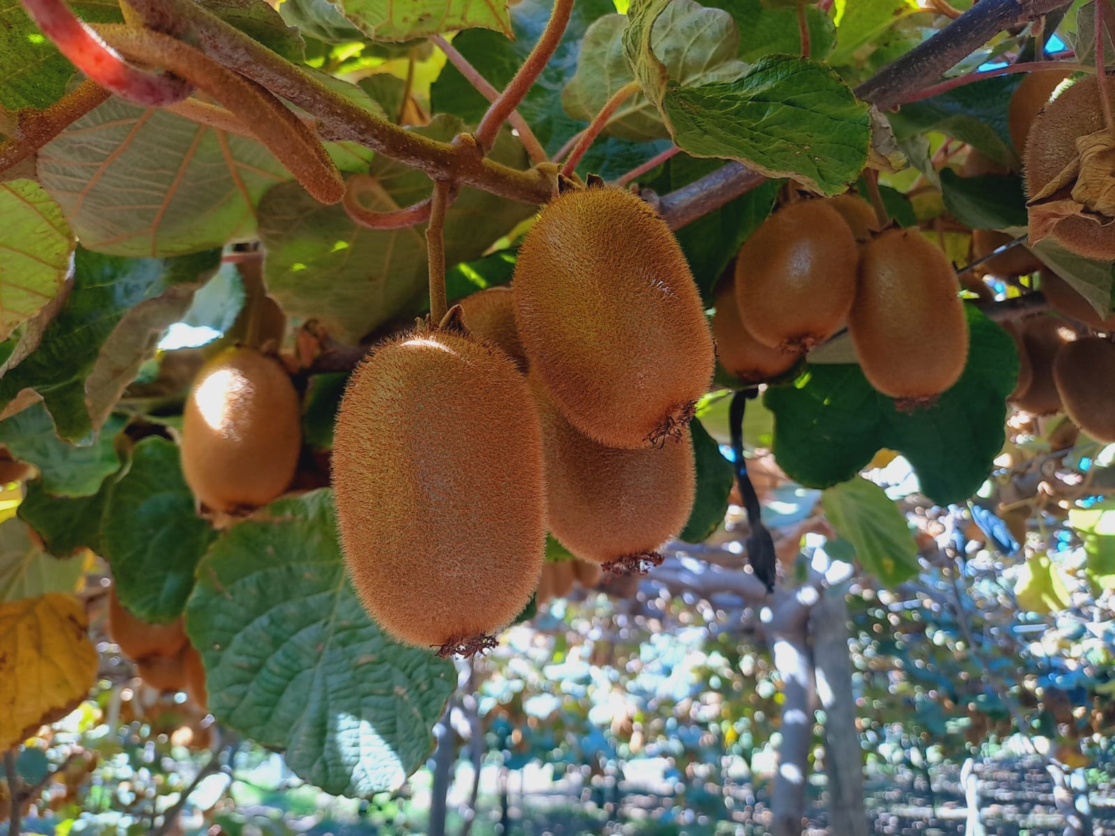 Campo frutal