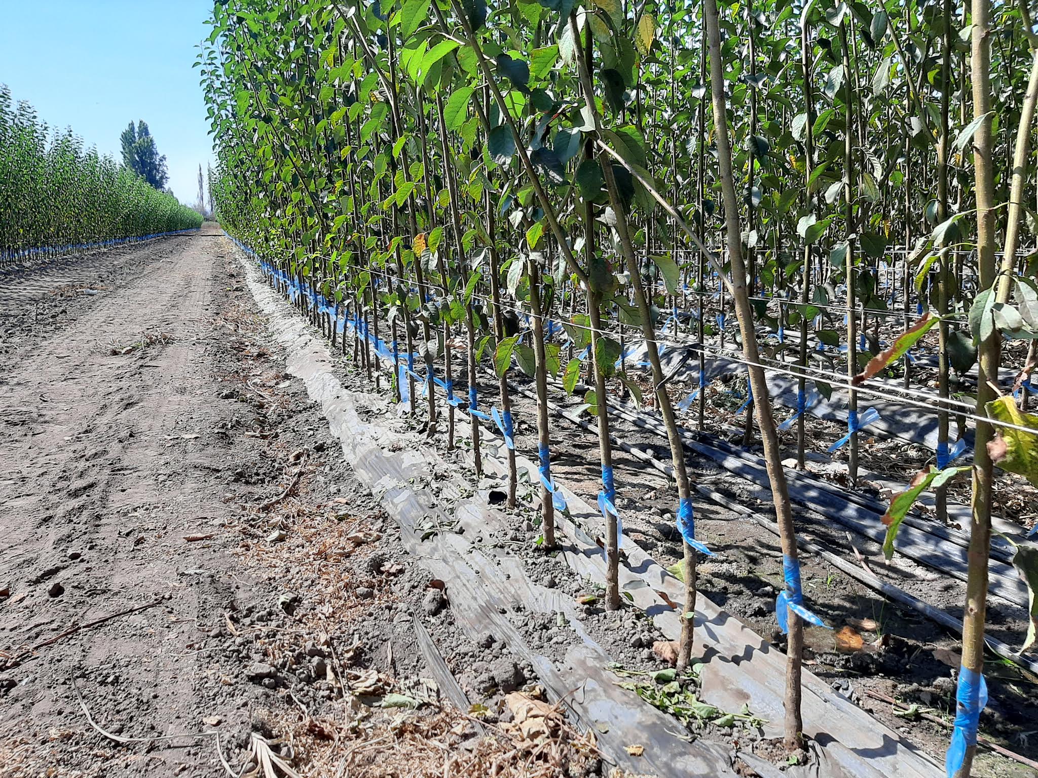 Plantación en viveros