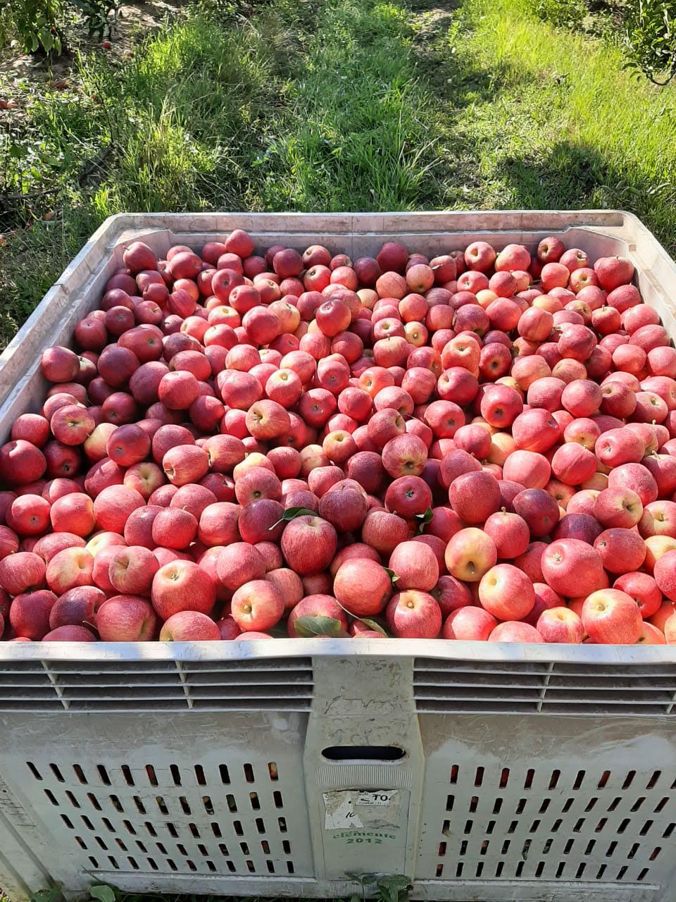 Manzanos